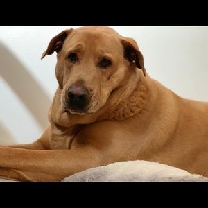 Meet your Posher, Andy